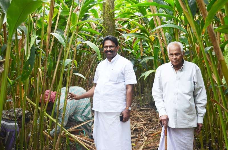 Green cardamom pods harvested from the Idukki highlands
