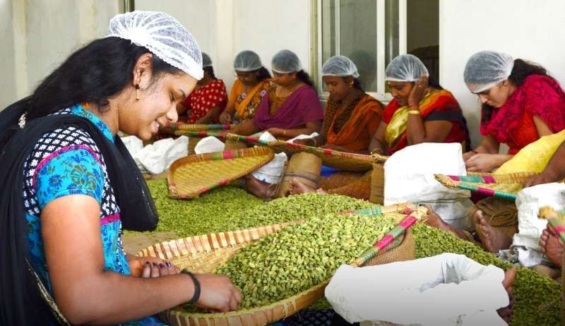 Women grading green cardamom on trays