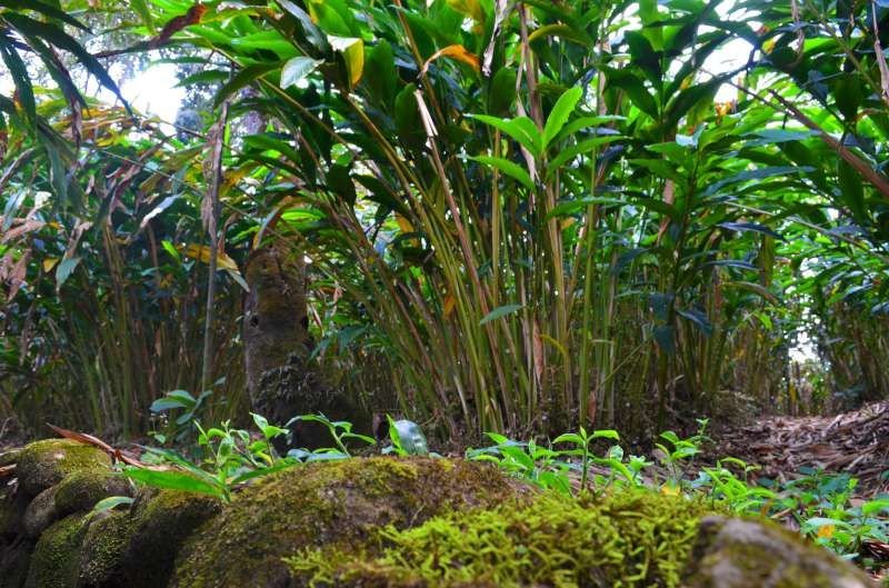 Cardamom growing in Idukki highland terrain