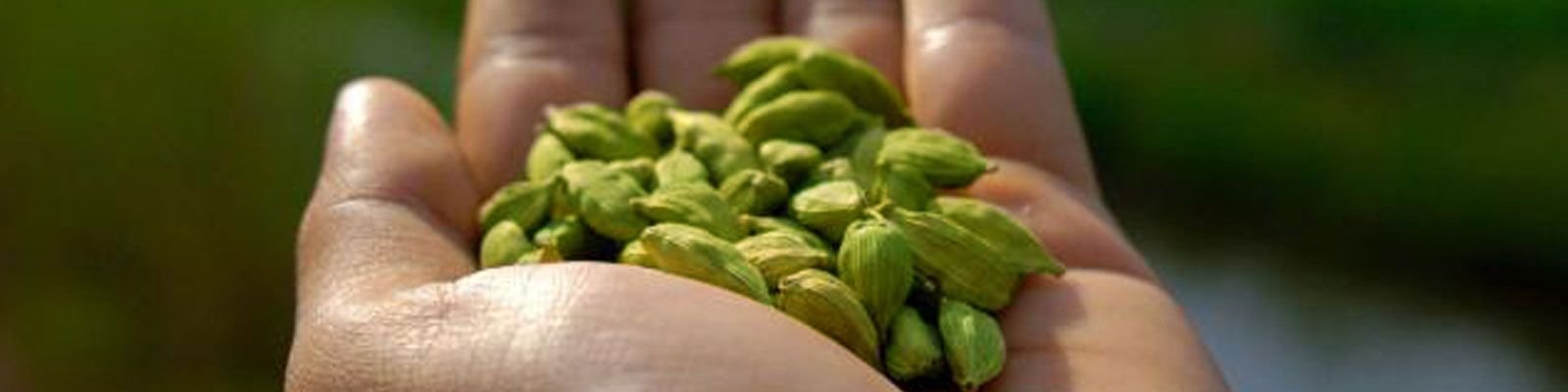 Hands holding freshly harvested green cardamom pods