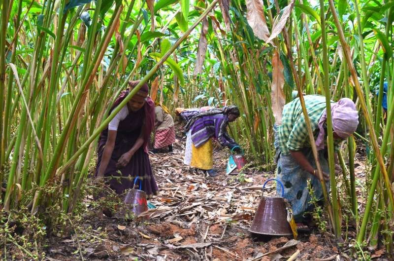 Women harvesting cardamom with copper pots