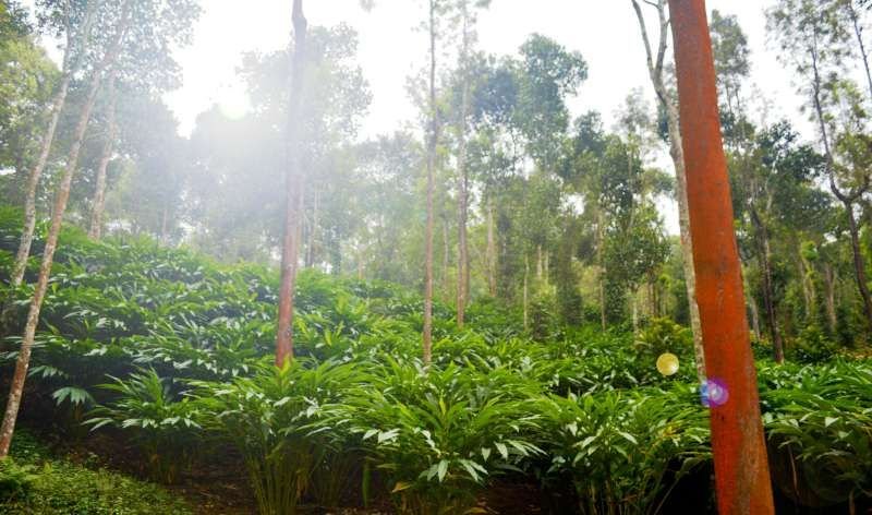 Cardamom plantation under canopy trees in the Idukki highlands, Kattapana