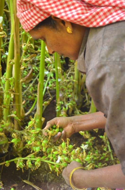 Hands picking cardamom pods from the plant