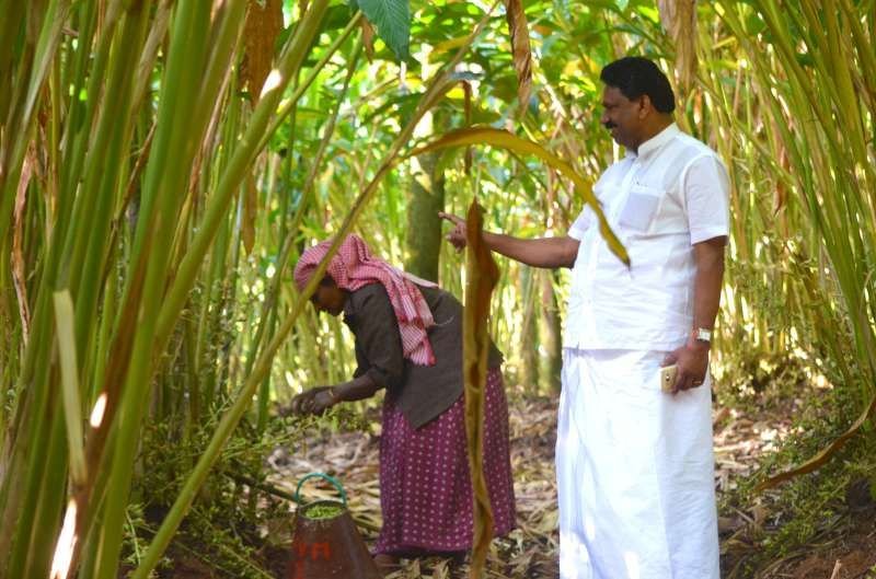 Inspecting the cardamom harvest at the Kattapana facility