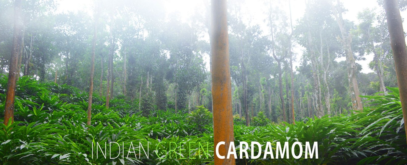 Cardamom understory in the Idukki highlands